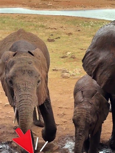How Elephants Destroyed the Roman Republic #history #battle