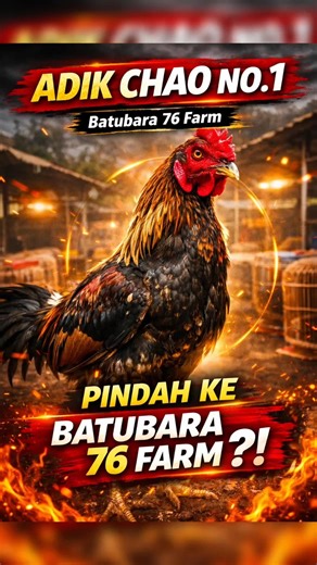 Harimau Sumatra Datang! Big Bos Batubara 76 Farm Boyong Adik Chao Number One#ayam #ayamthailand