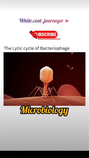 Lytic Cycle of Bacteriophage | Simple animation Explanation#bacteriophage #microbiology