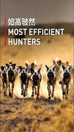 Wild Dogs: Africa’s Most Efficient Hunters