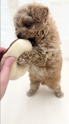 【MIX】チワワ×トイプードルのミックス犬は可愛いが止まりませんっ！