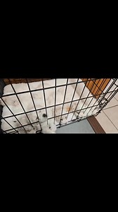 #BichonFrise #BichonPuppy #BichonLove #BichonOfInstagram #PuppiesForAdoption #AdoptDontShop #DogAdoption #RescueDog #BichonPuppies #BichonLife #FluffyPuppy #WhiteDog #HypoallergenicPuppy #SmallDogBigLove #CutePuppy #PuppyLove #DogLovers #InstaDog #FurryFriends #PuppyAdoption #AdoptAPuppy #BichonRescue #BichonMix #BichonFrisePuppy #DogsofFacebook #PetAdoption #FureverHome #SaveADog #AdoptablePuppy #BichonLover | Sandra's bichon frise puppies for adoption