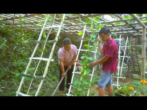 After the wedding, COI & LAI cleaned the house and built a trellis for gourds.