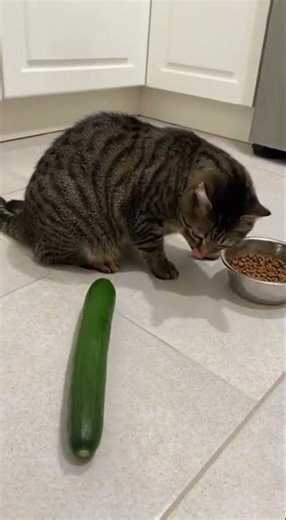 Cat Gets Scared By Cucumber!