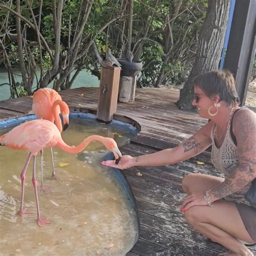 🦩🦩🦩 | Ashley Brazelton