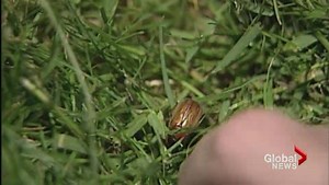 Metro Vancouver residents battle European chafer beetle