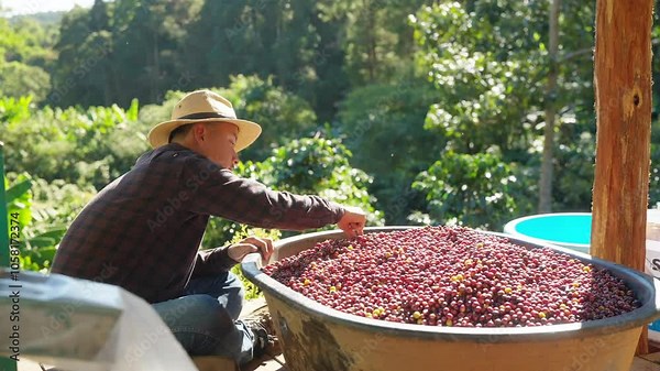 Asian man farmer removing red cherry coffee beans shell in shelling machine in coffee plantation. Farm worker growing and harvesting organic arabica coffee berries. Food and drink industry concept.