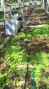 ブドウの病気の予防したよ🍇