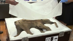 2.8K reactions · 528 shares | With her flesh, internal organs, bones and milk tusks all perfectly intact, 'Lyuba' the 42,000 year-old baby woolly mammoth has arrived at the Australian Museum – all the way from Russia! Meet her in the flesh at 'Mammoths – Giants of the Ice Age' opening this Saturday 18 November. ❄️ | Australian Museum | Facebook