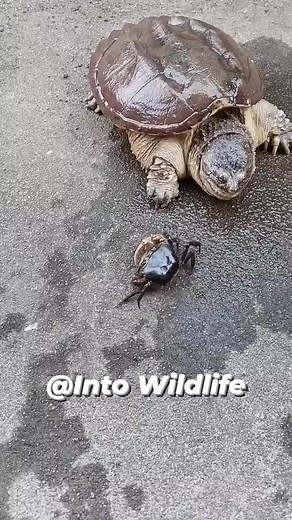 129K views · 511 reactions | Snapping Turtle vs Crab..!! #SnappingTurtle #CrabBattle #NatureShowdown #WildlifeEncounter #TurtleVsCrab #AnimalFaceoff #NatureLovers #wildlifephotography | Into Wildlife | Facebook