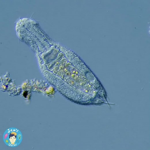 You gotta go when you gotta go! #imbusyrightnow #microcosmos #poo #science
