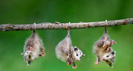 Marsupiales: Cuáles son, Características, Tipos y Ejemplos