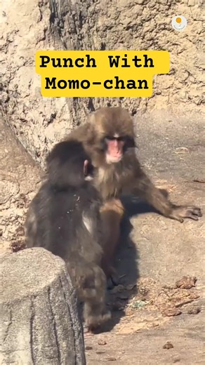 Happy Little Punchi #monkey #japan