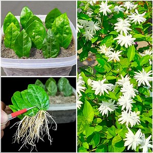How to grow jasmine flower from jasmine leaves || Best & easy method for home gardening | DIY IndoorGarden