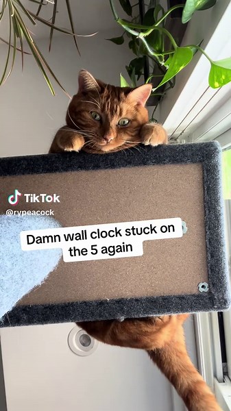 Antique Cat Clock: A Unique Timepiece Discovery