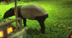 【新加坡自由行】 新加坡夜間動物園 Night Safari，公車、快捷交通、門票、遊園攻略總整理！ - Klook 客路部落格