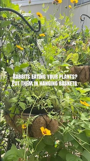 How I prevent rabbits from eating plants. (See details in description)