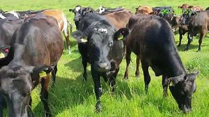 20 reactions | Fantastic group of 40 Scandinavian Red cross Holstein In Calf Heifers. Coming from a Danish background, these heifers are bred to give good output coupled with fertility and health traits. First cross hybrid vigour boosting performance. Due November & December. Fantastic group. Bvd free. Tb4. https://www.grasstecgroup.com/livestock-available/40-scan-red-x-hol-in-calf-heifers-uk/ | Grasstec | Facebook