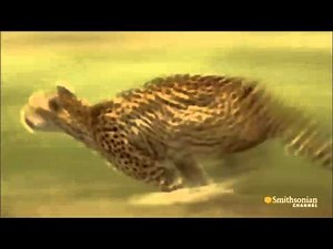 Gepard Show me what youve got