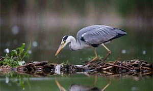 Grey Heron