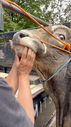 Sapi campuran warna unik #sapi #sapi #cow #bull | Revan Dolan Kandang