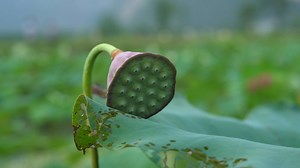 Flowers, Lotus, Lake, Pond