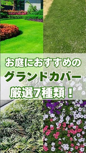 お庭におすすめのグランドカバー7選！写真付きで解説 #雑草対策 #グランドカバー #グランドカバープランツ #ガーデニング #庭づくり #shorts #庭作業
