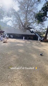 35K views · 2.8K reactions | නෙත් බෝධින් වහන්සේ.. වැල්බෝධිය සහ...