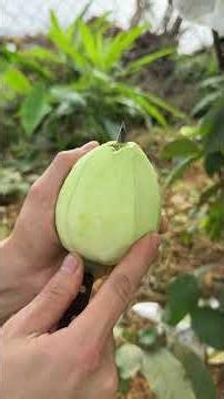 Harvesting and Cutting Ripe Guavas