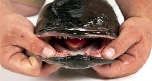 Potomac River Snakeheads Might Not be as Bad as All That