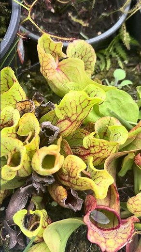 This is the pitcher plant to buy.