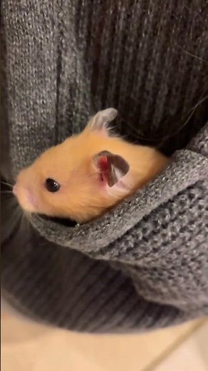 どこ？キンクマ #ハムスター #hamster #癒し #funnyshorts #funnyvideo #animals #cute #ハムスターのいる生活 #pets #cuteanimals