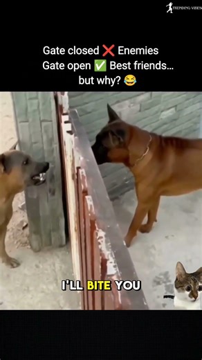 💚Gate Closed ❌ Enemies | Gate Open ✅ Best Friends 😂 #trending #viralvideo #funnyvideo #memevideo