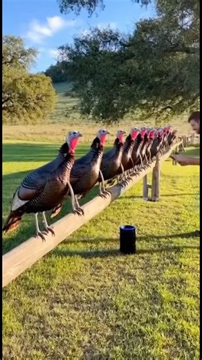 Turkeys Dancing in Perfect Sync 😂🦃🎶 #shorts