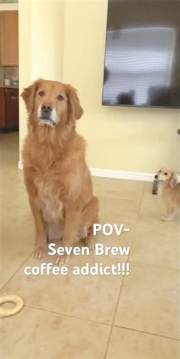 My dogs Coffee addiction is out of hand!!! #shortsfeed #shortsvideo #trending #sevenbrew #coffee