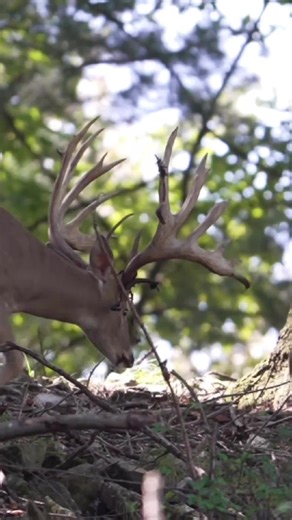 Handling Unexpected Encounters During Deer Season