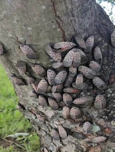 While I was quietly gardening this morning my eye was caught by a strange mass moving along the trunk of my old oak tree. 😲😲 Intrigued, I moved closer, narrowing my eyes to get a better look. Dozens, hundreds maybe, were actively moving across the bark. My heart started beating a little faster. 😲😲 When I later found out what they were, I was shocked, which I will reveal in the comments 👇👇👇 | Amazing stories
