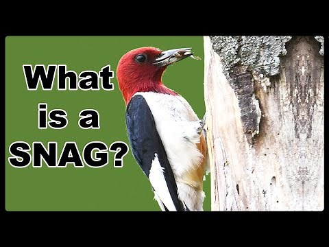 What is the Ecological VALUE of a DEAD Tree?