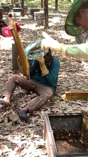 This Guy Is Too Lazy to Harvest Honey 😂🍯 #shortsvideo