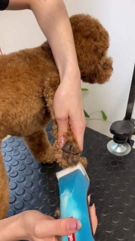 Adorable toy poodle gets a professional teddy bear makeover | Teo’s grooming transformation