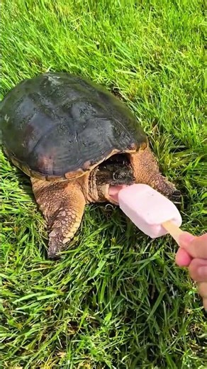 Cute baby turtle #turtle #funny #animals #cute #animalshorts