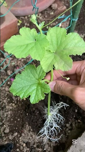 【まくわうりの再生栽培】摘心した蔓を水に浸けたら根が出たので土に植え付けました。 #家庭菜園 #再生栽培 #メロン栽培 #gardening