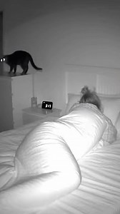 Bedtime Black Cat Chaos | Reginald Heath