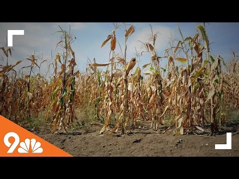 Climate Change: Impact on agriculture