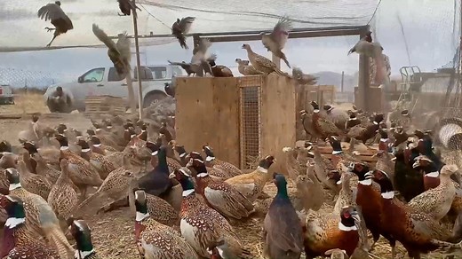 Utah's pheasant general-season ends Sunday, December 6. We’re still releasing pheasants for this weekend. See the pheasant release sites at bit.ly/pheasant_map. | Utah Division of Wildlife Resources
