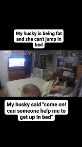 10K reactions · 429 shares | My fat husky failed to jump in the bed #fbreelsfypシ゚viralシ #viralreelsシ #reelsfacebook #titkokhusky #viraldogreels #huskyoftiktok #siberianhusky #huskyofinstagram #dogsofinstagram #siberianhuskyofinstagram #huskies #dogs | Dora Sawicz | Facebook