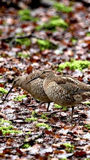 🐦 American Woodcock – The bird that walks with a bounce! #birds #vuralvideo #animals
