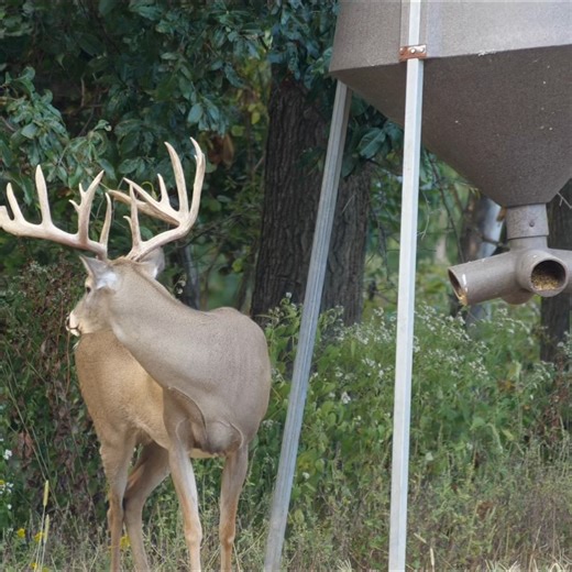 Beautiful 180" buck 🦌 working his way out to the clover 🍀 field. | Genesis Whitetails