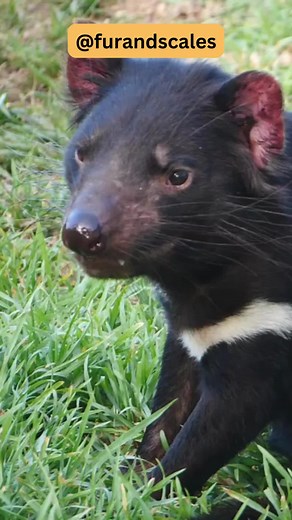 Survival of the Fittest: The Brutal Reality of Tasmanian Devil Motherhood Witness the intense struggle for survival in the world of Tasmanian Devil reproduction. In this captivating exploration, we uncover the astonishing reproductive strategy of these unique marsupials. Despite giving birth to dozens of babies, the mother possesses only four nipples, triggering a fierce race among the offspring to secure their chance at sustenance. Join us as we delve into the harrowing competition and the hear