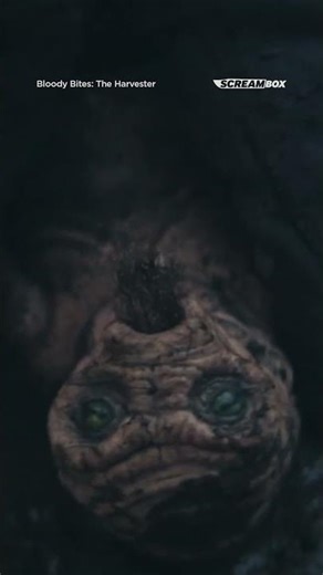 He's just a sweet little guy! #theharvester #bloodybites